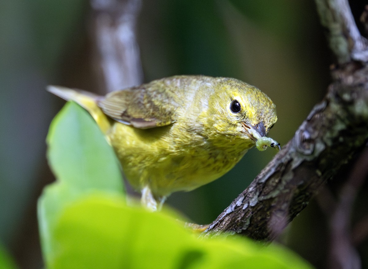 Orange-crowned Warbler - ML620666915