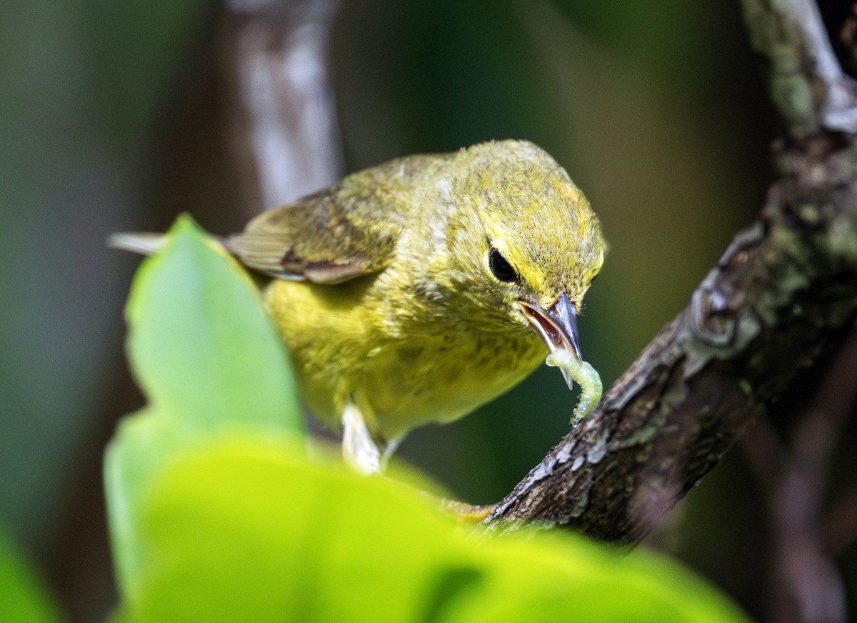 Orange-crowned Warbler - ML620666916