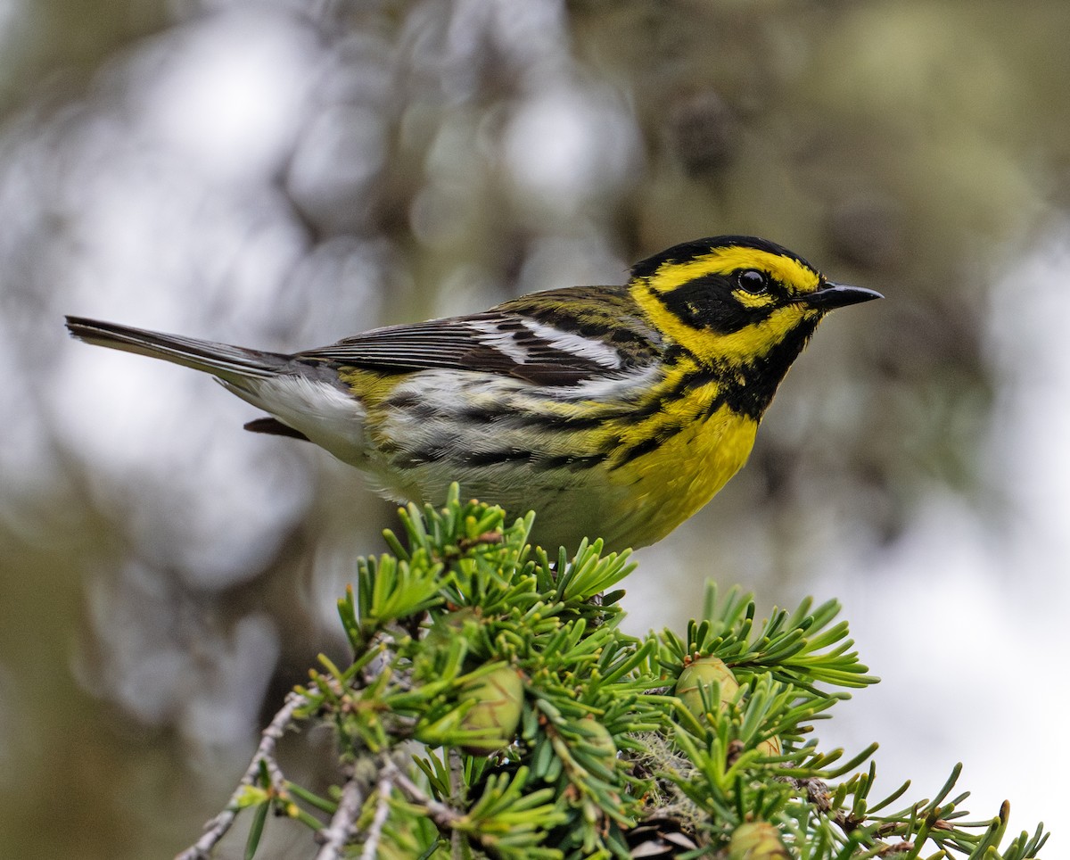 Townsend's Warbler - ML620666917