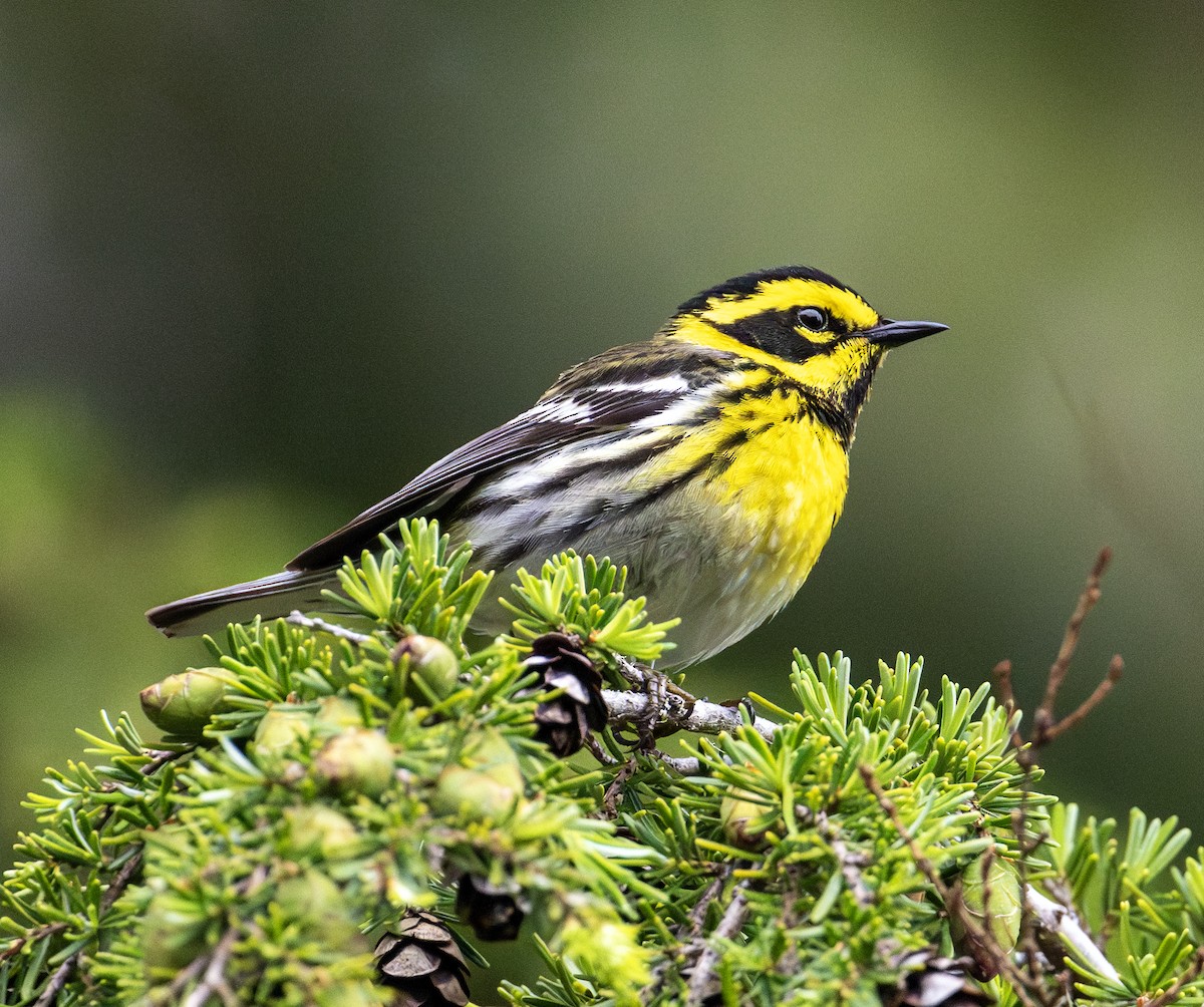 Townsend's Warbler - ML620666919