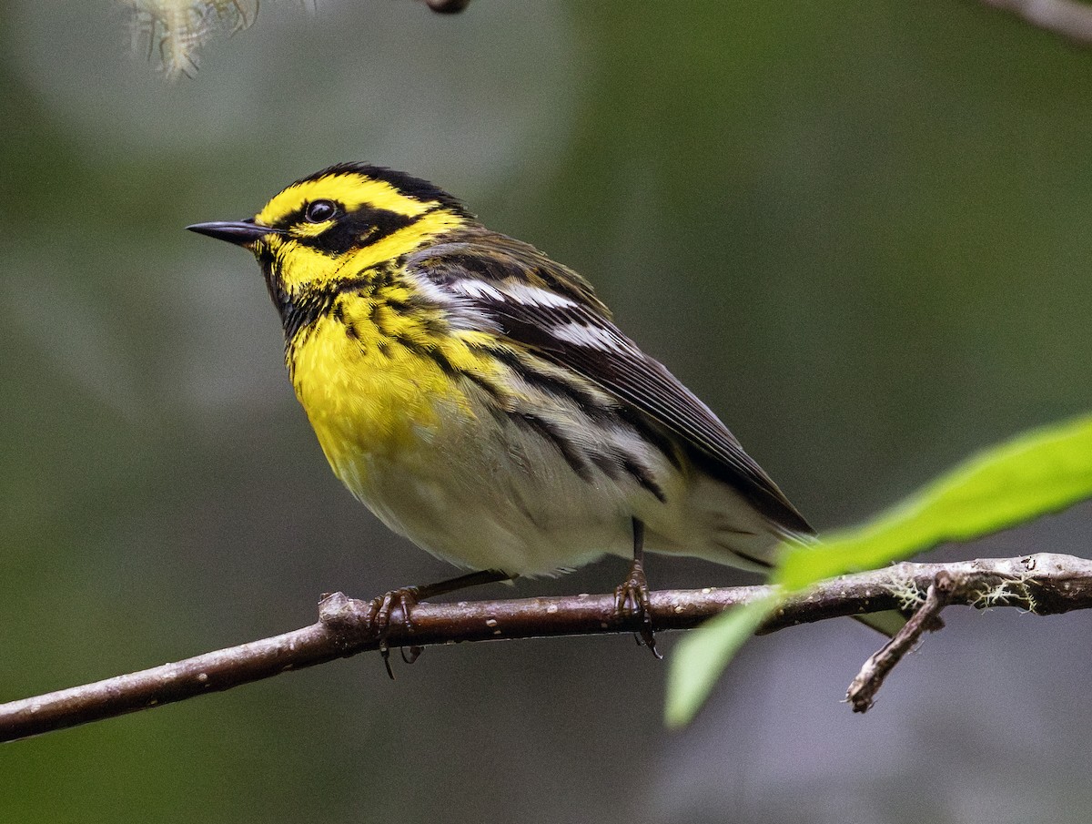 Townsend's Warbler - ML620666920