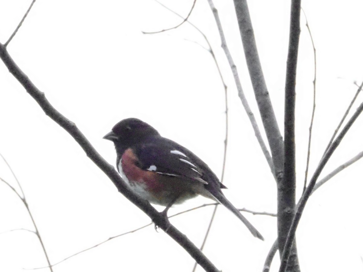 Eastern Towhee - ML620666930