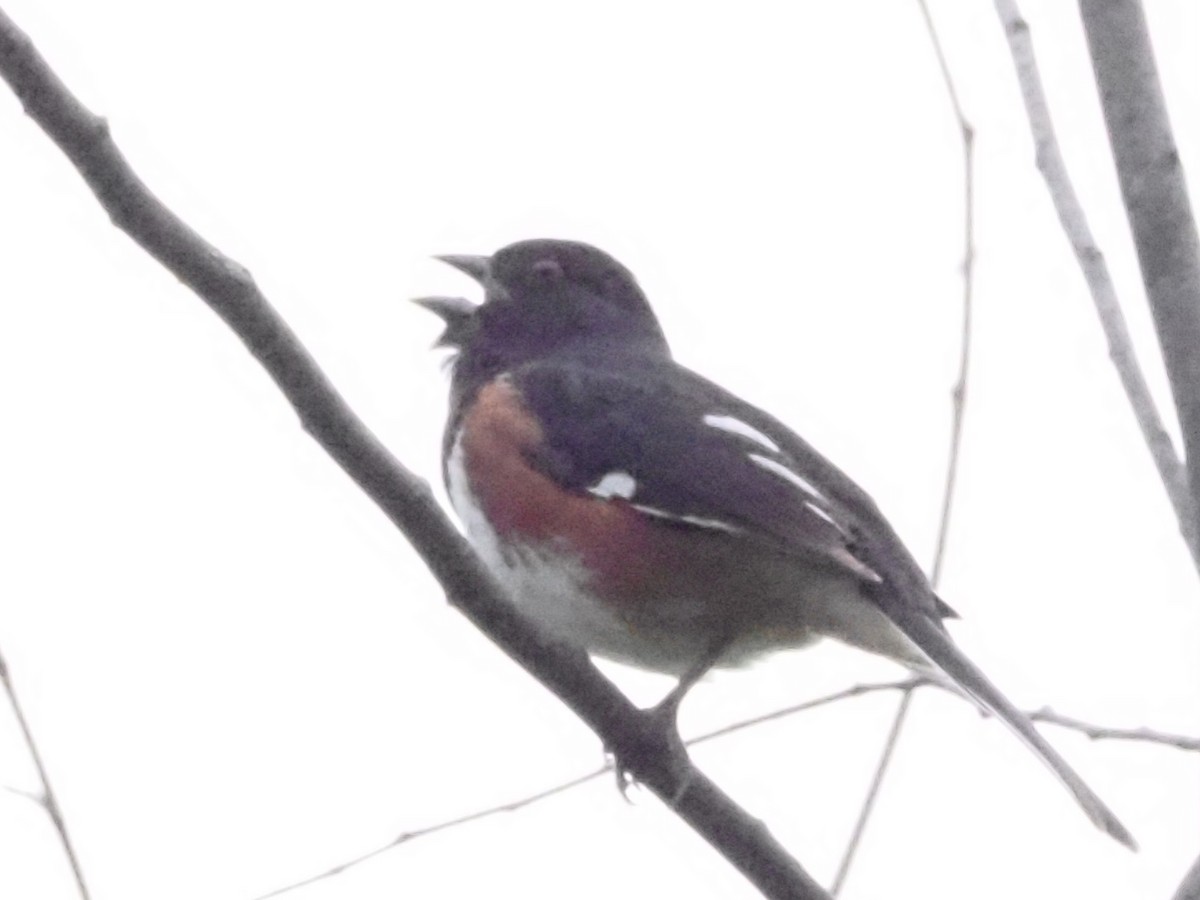 Eastern Towhee - ML620666932