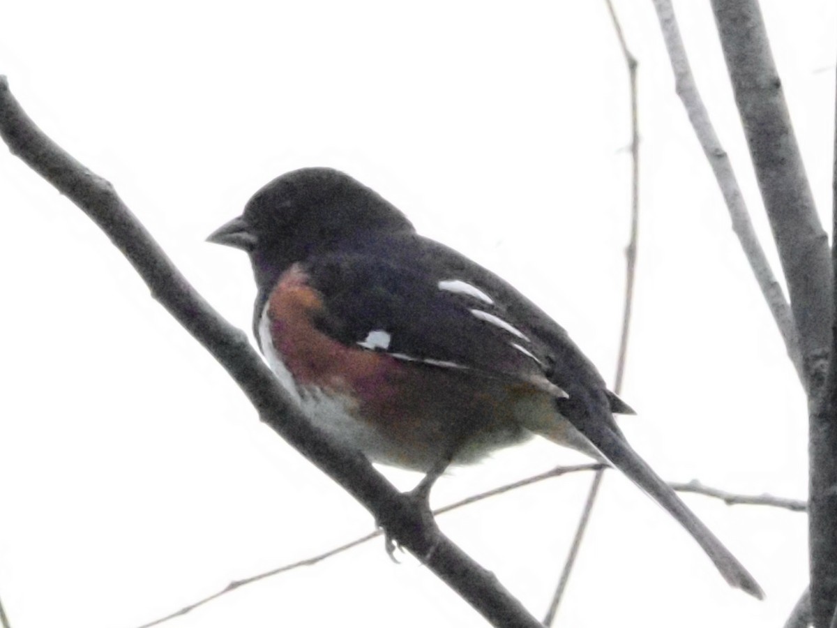 Eastern Towhee - ML620666933