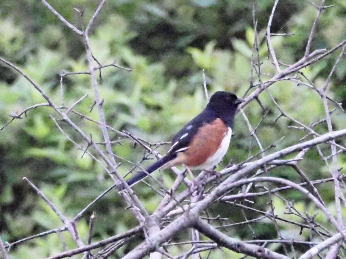 Eastern Towhee - ML620666934