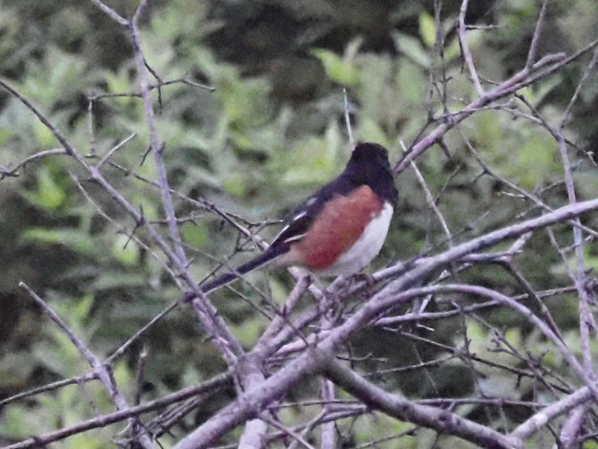 Eastern Towhee - ML620666935