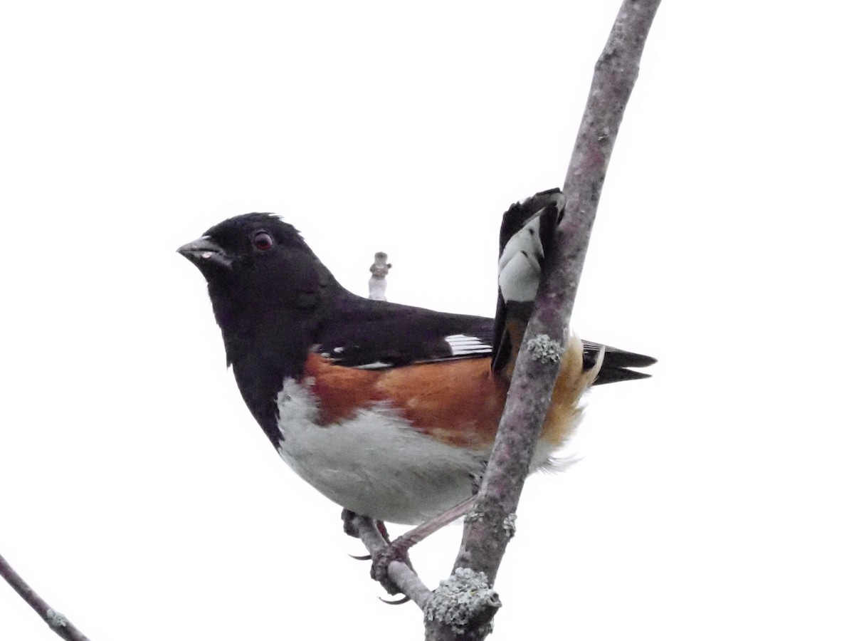 Eastern Towhee - ML620666937