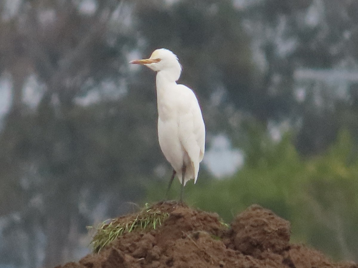 Eastern Cattle Egret - ML620666938