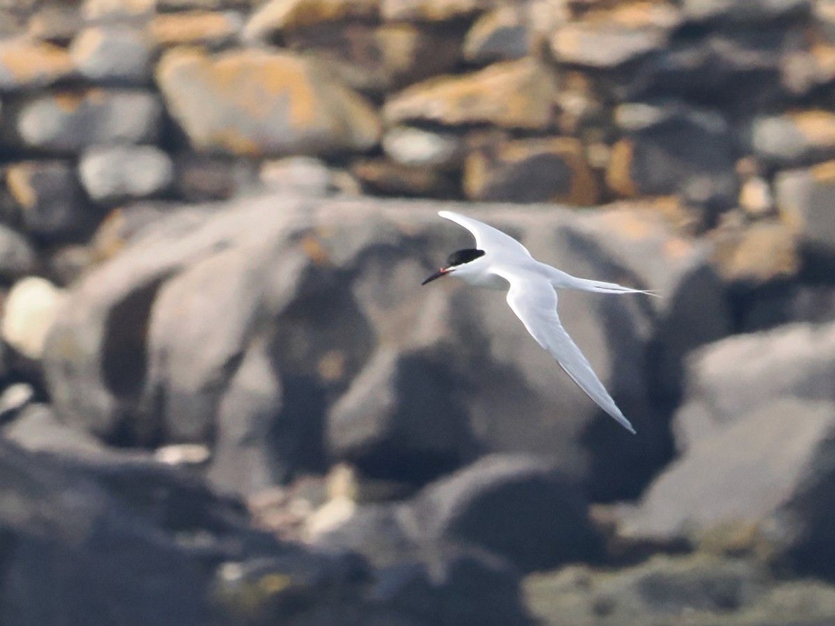 Charrán Rosado - ML620666939