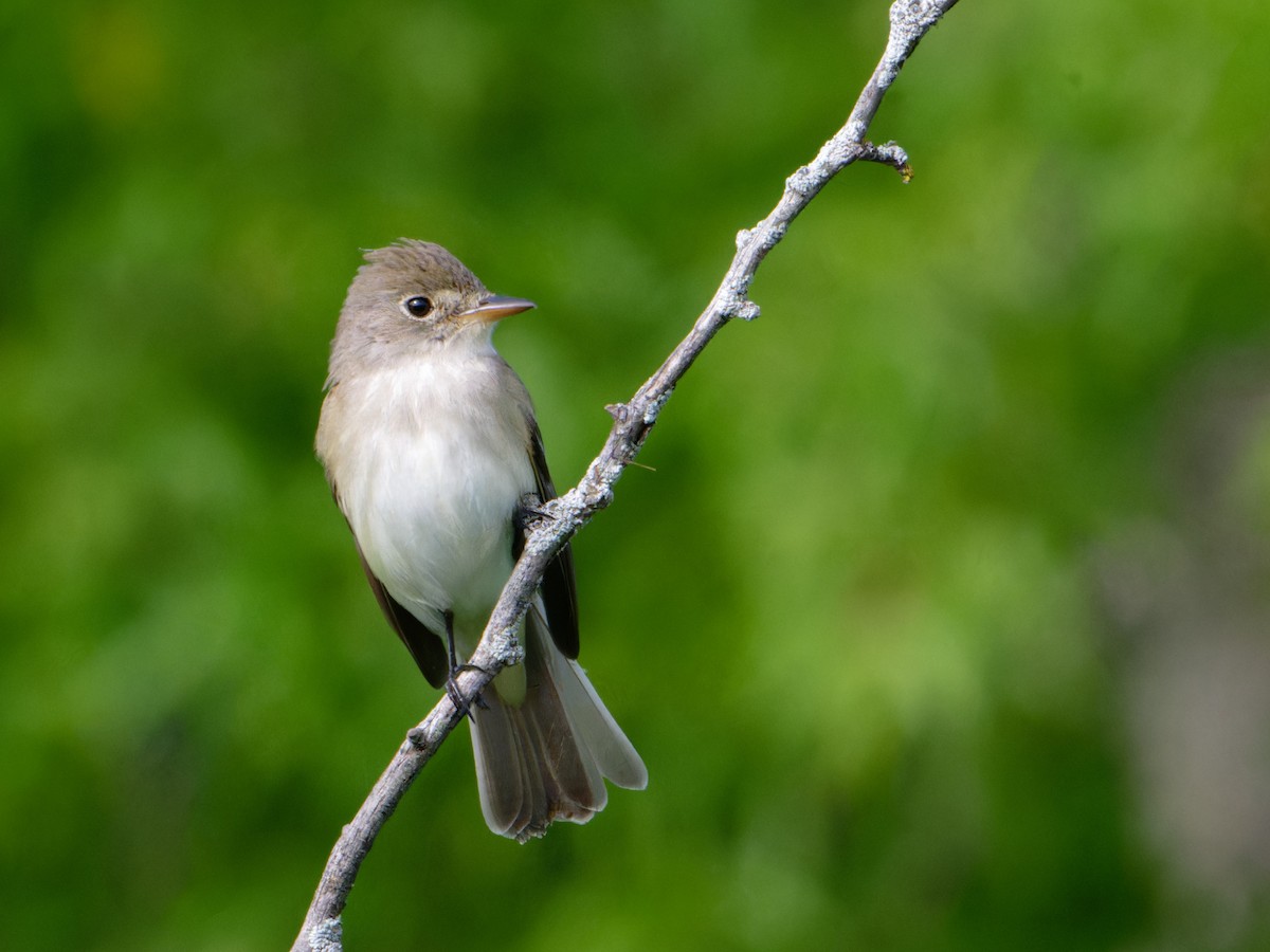 Willow Flycatcher - Alan Van Norman