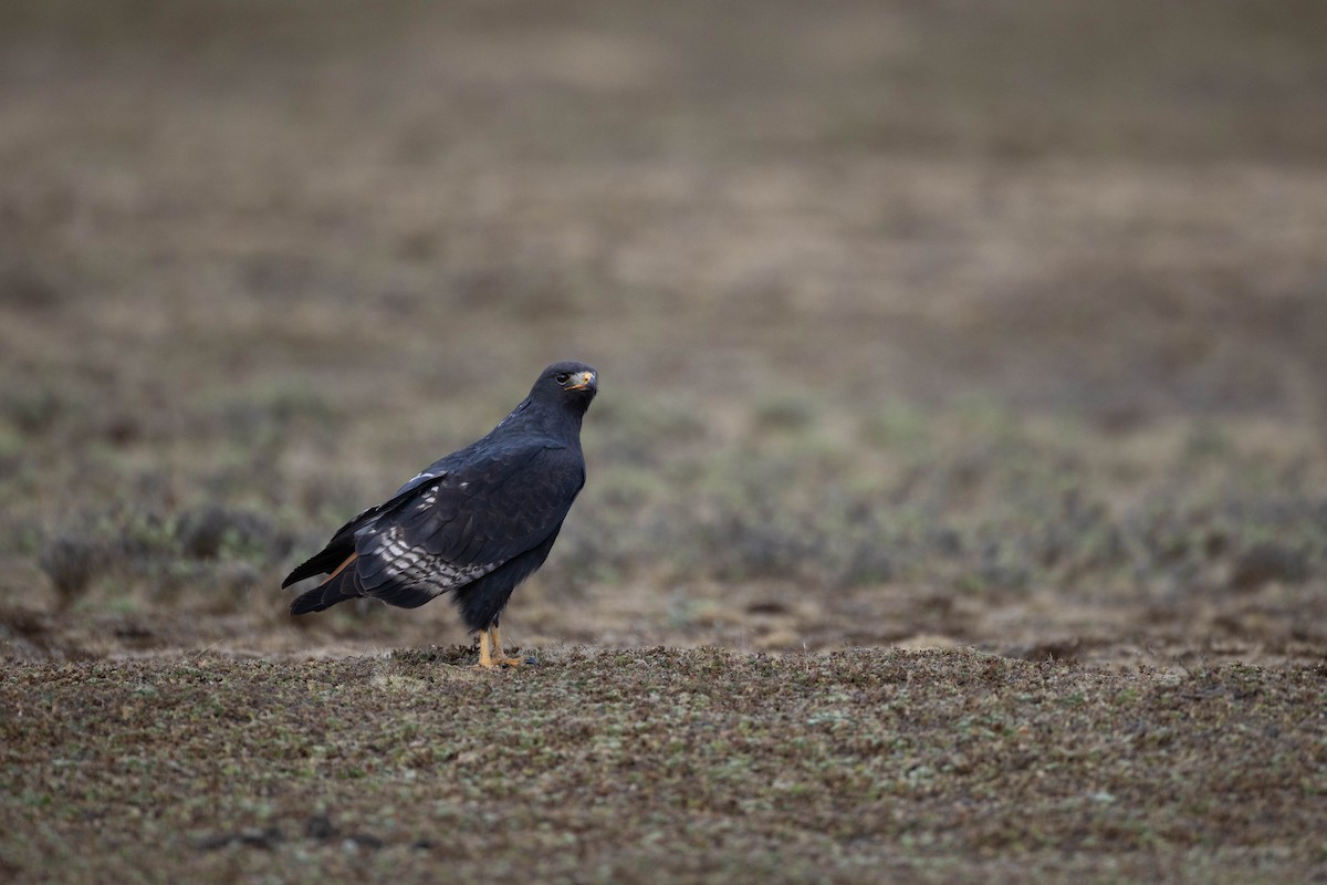 Augur Buzzard - ML620666946