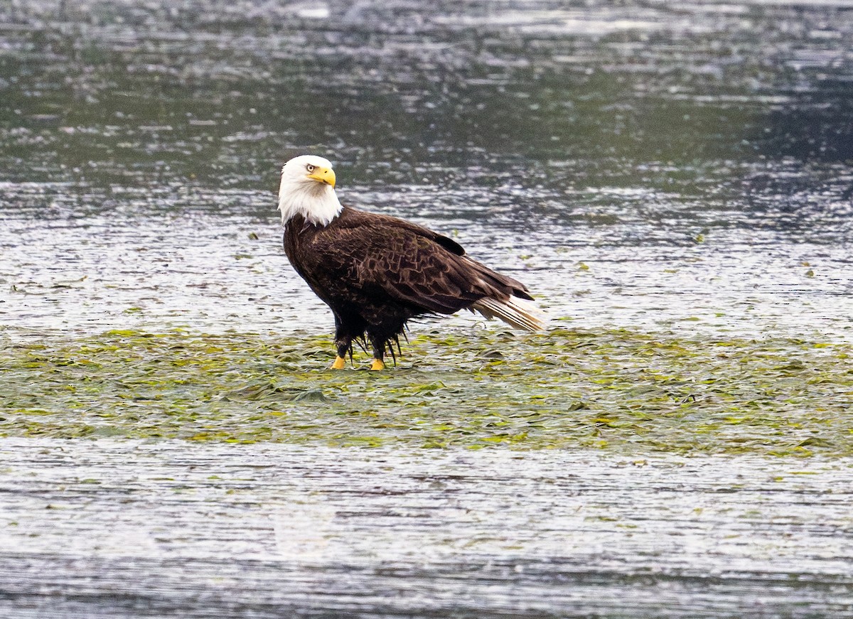 Bald Eagle - ML620666948