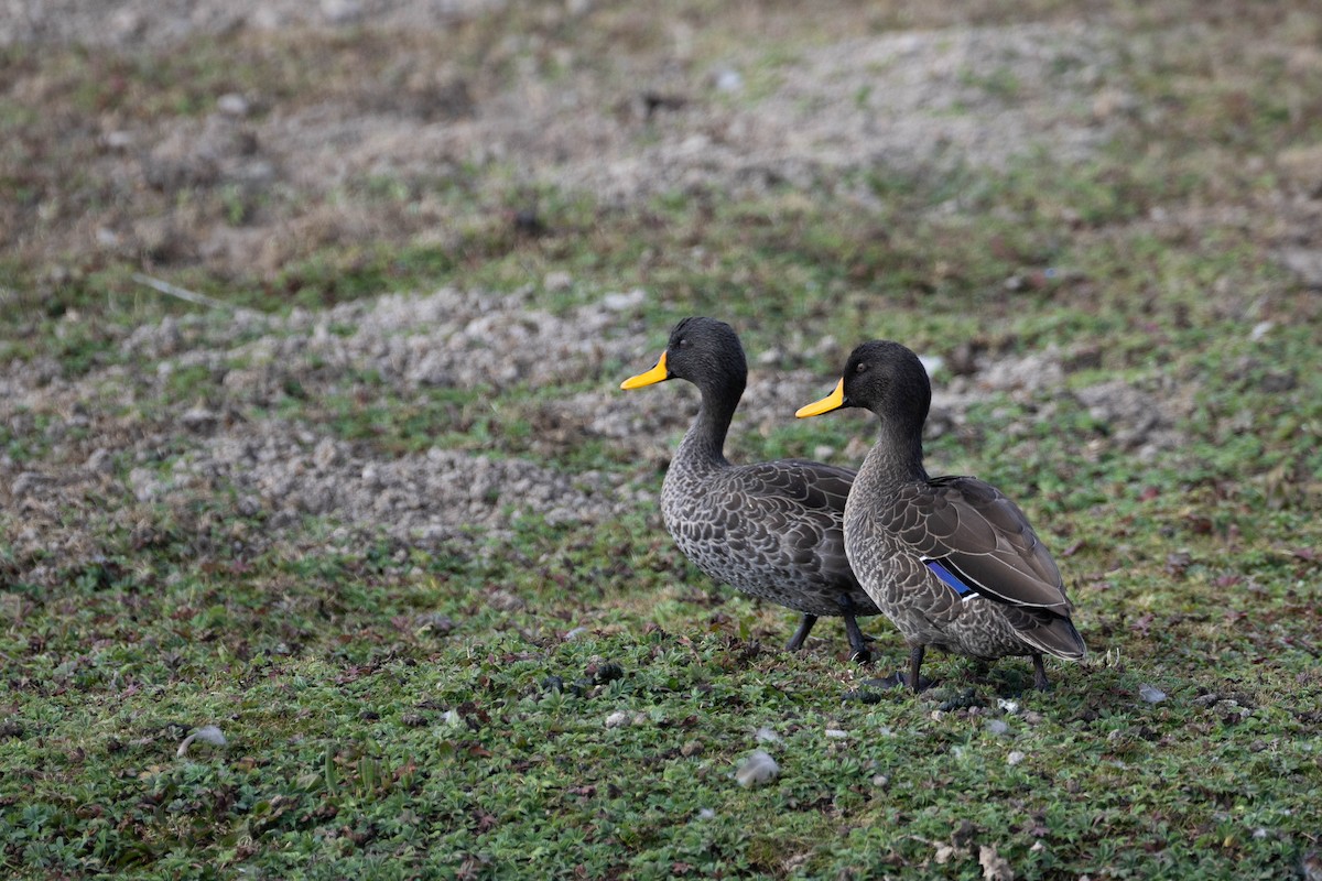 Yellow-billed Duck - ML620666949