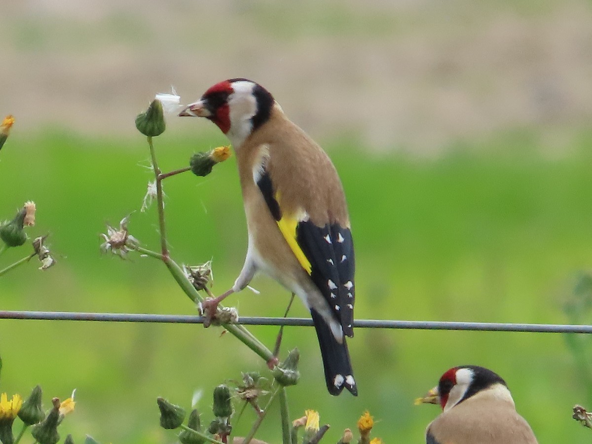 European Goldfinch - ML620666950