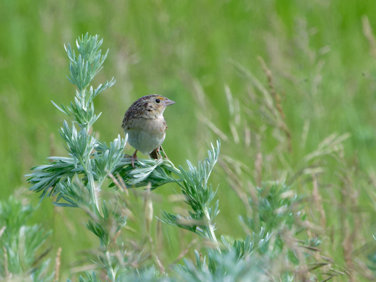 Grasshopper Sparrow - ML620666951