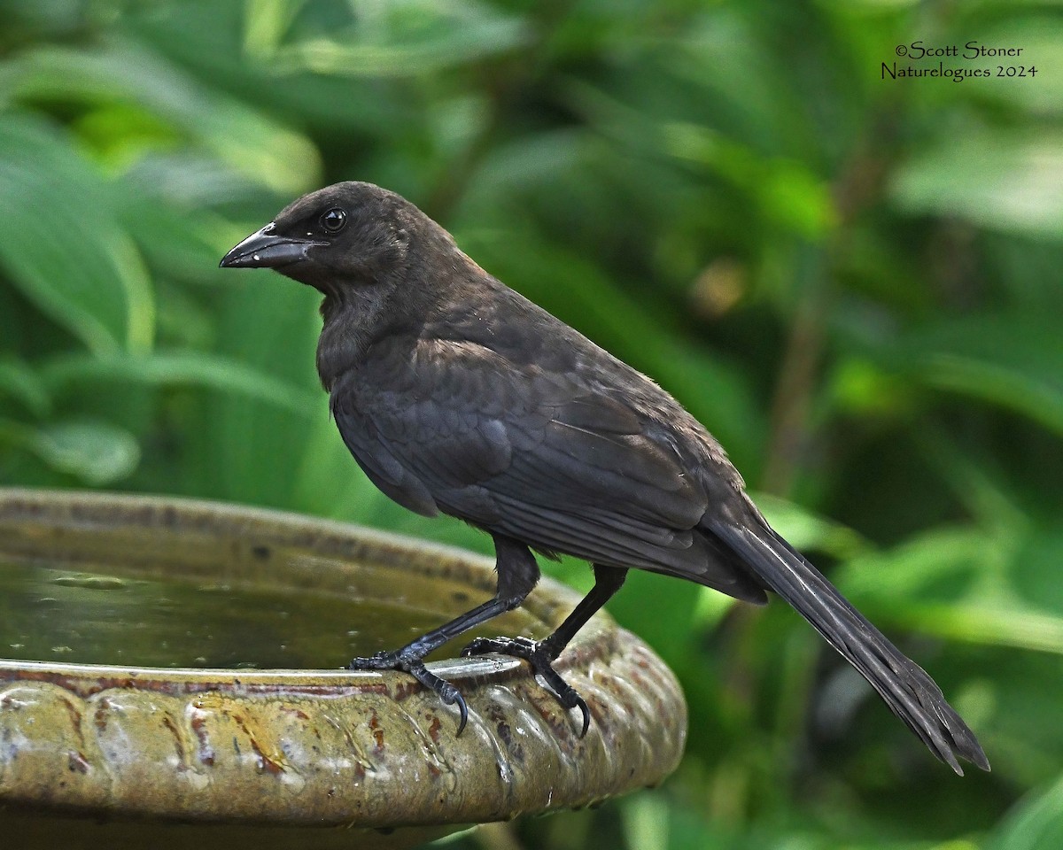 Common Grackle - Scott Stoner