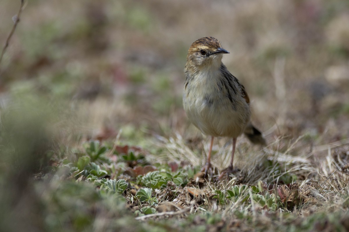 Ethiopian Cisticola - ML620666955