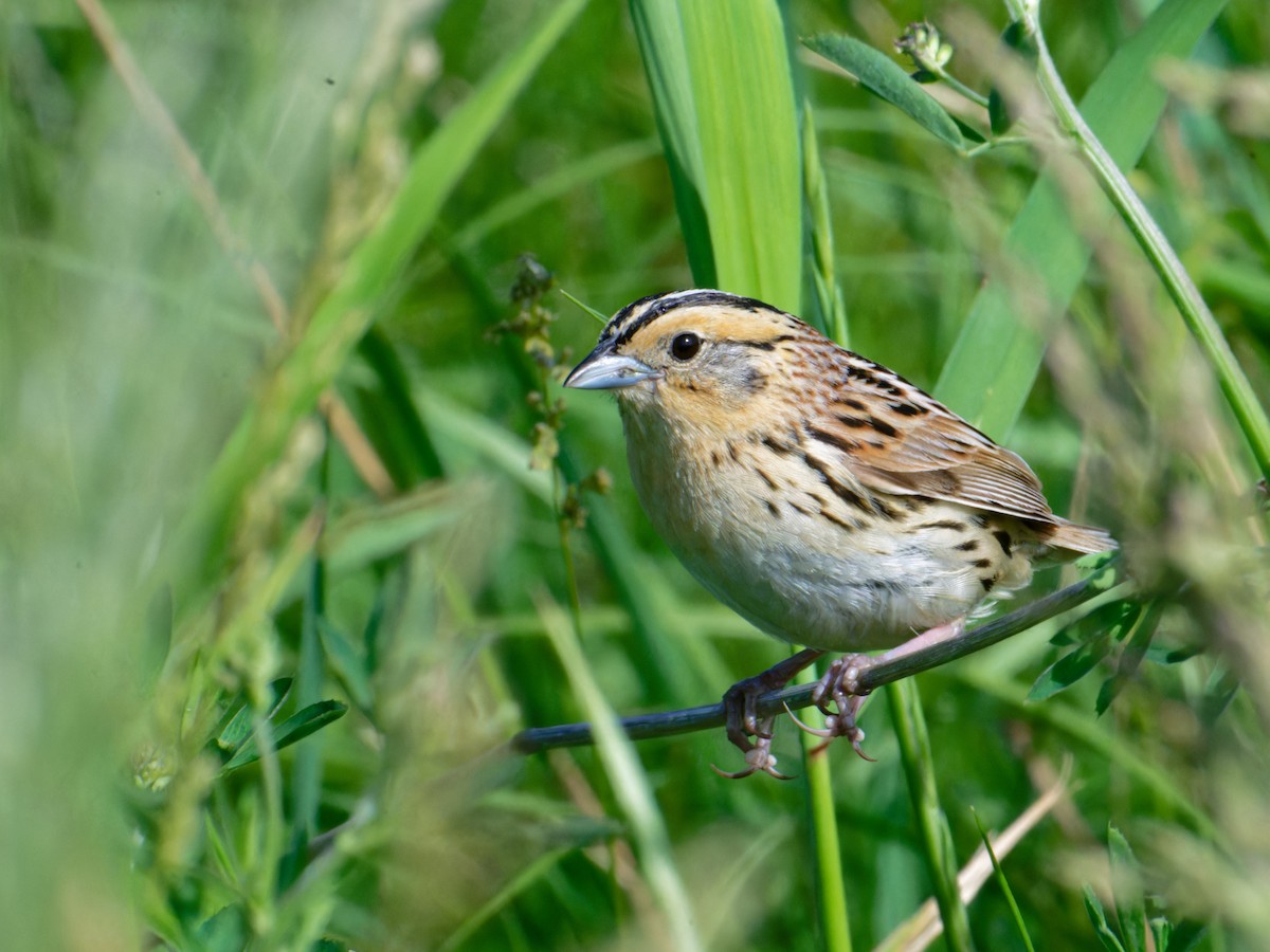 LeConte's Sparrow - ML620666960