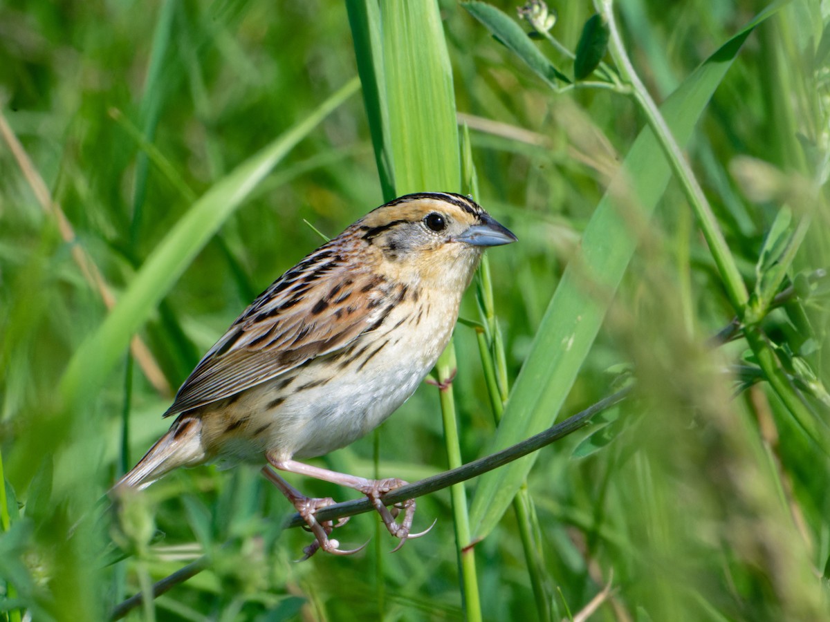 LeConte's Sparrow - ML620666961