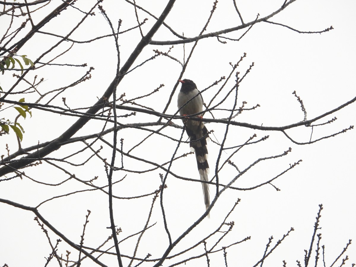 Red-billed Blue-Magpie - ML620666965