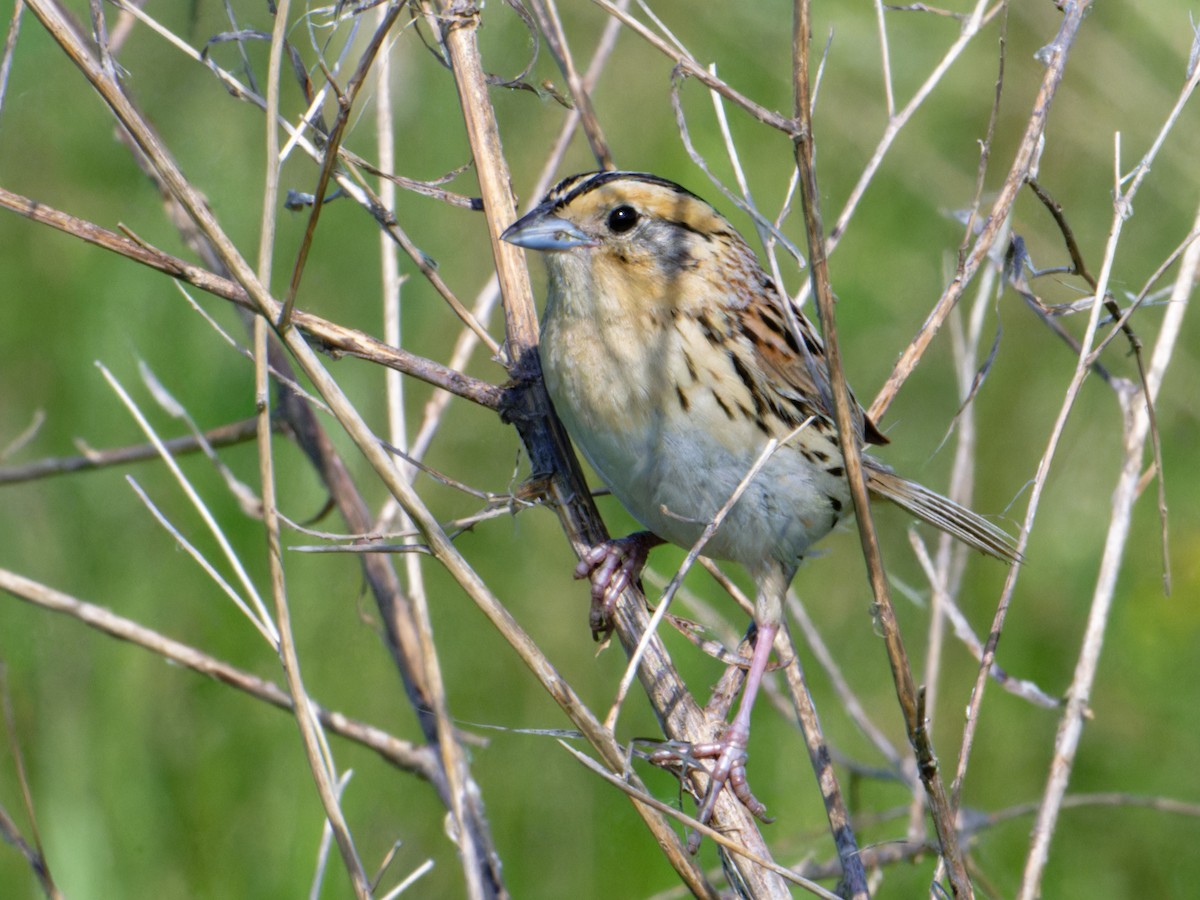 LeConte's Sparrow - ML620666967