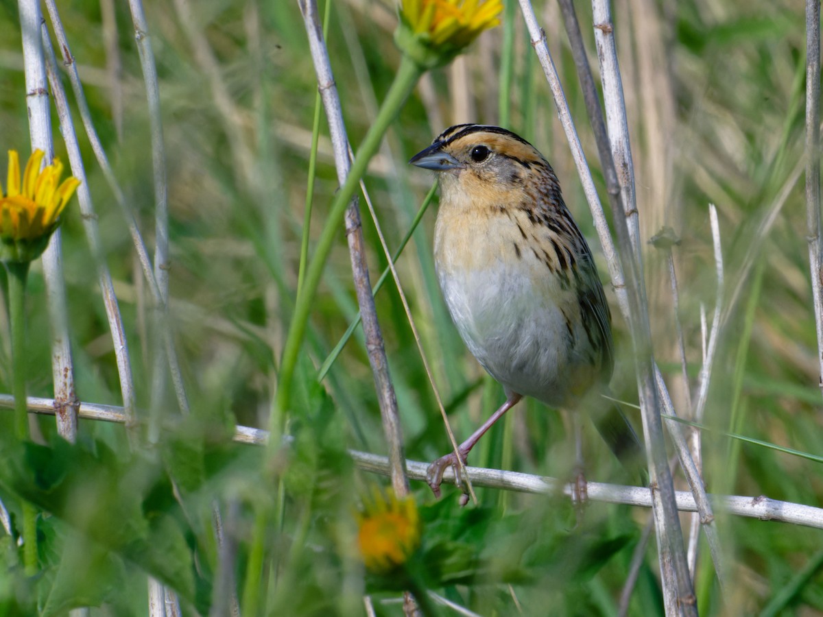 LeConte's Sparrow - ML620666968