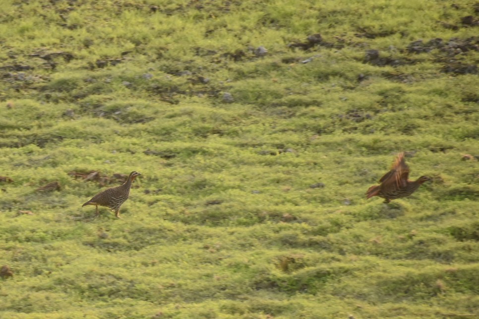 Swamp Francolin - ML620666969