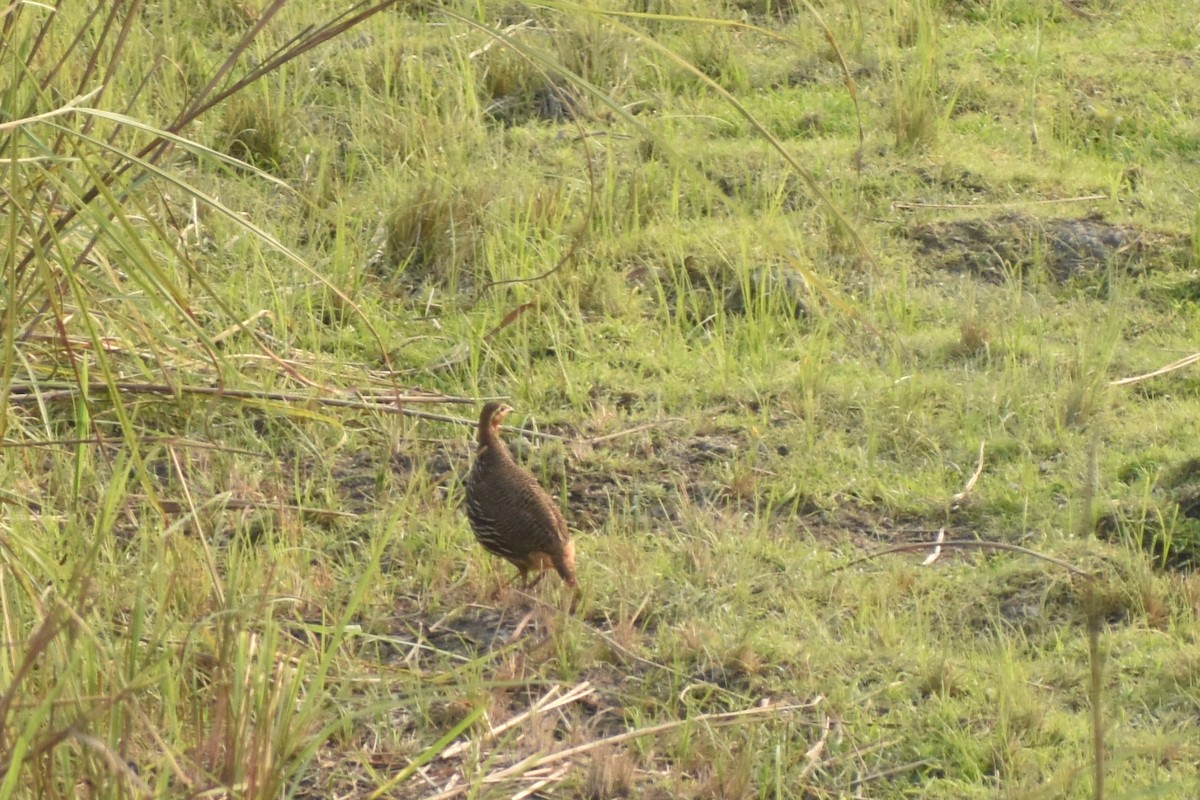 Swamp Francolin - ML620666970