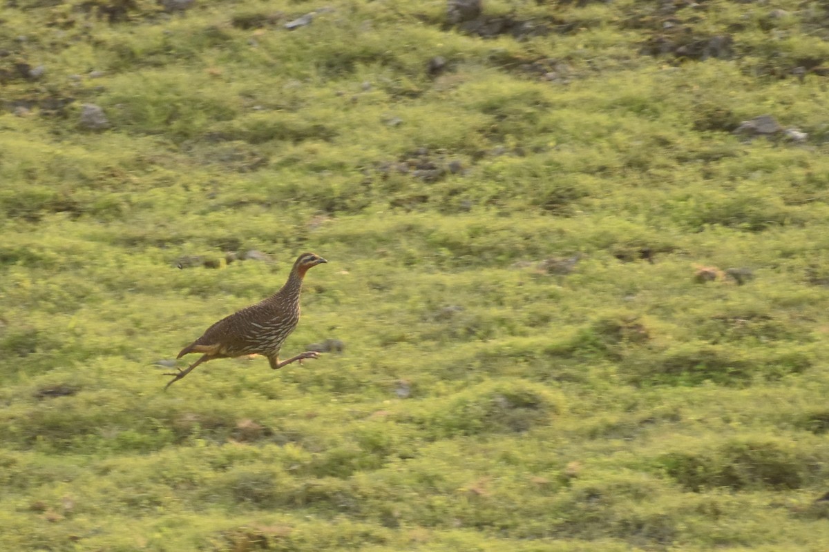 Swamp Francolin - ML620666972