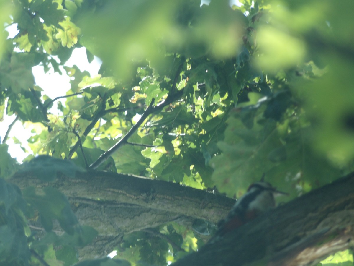 Great Spotted Woodpecker - ML620666974