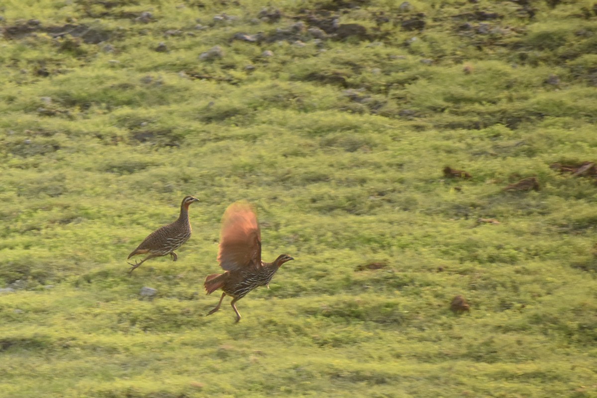 Swamp Francolin - ML620666976