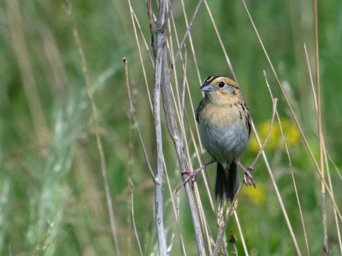 LeConte's Sparrow - ML620666981