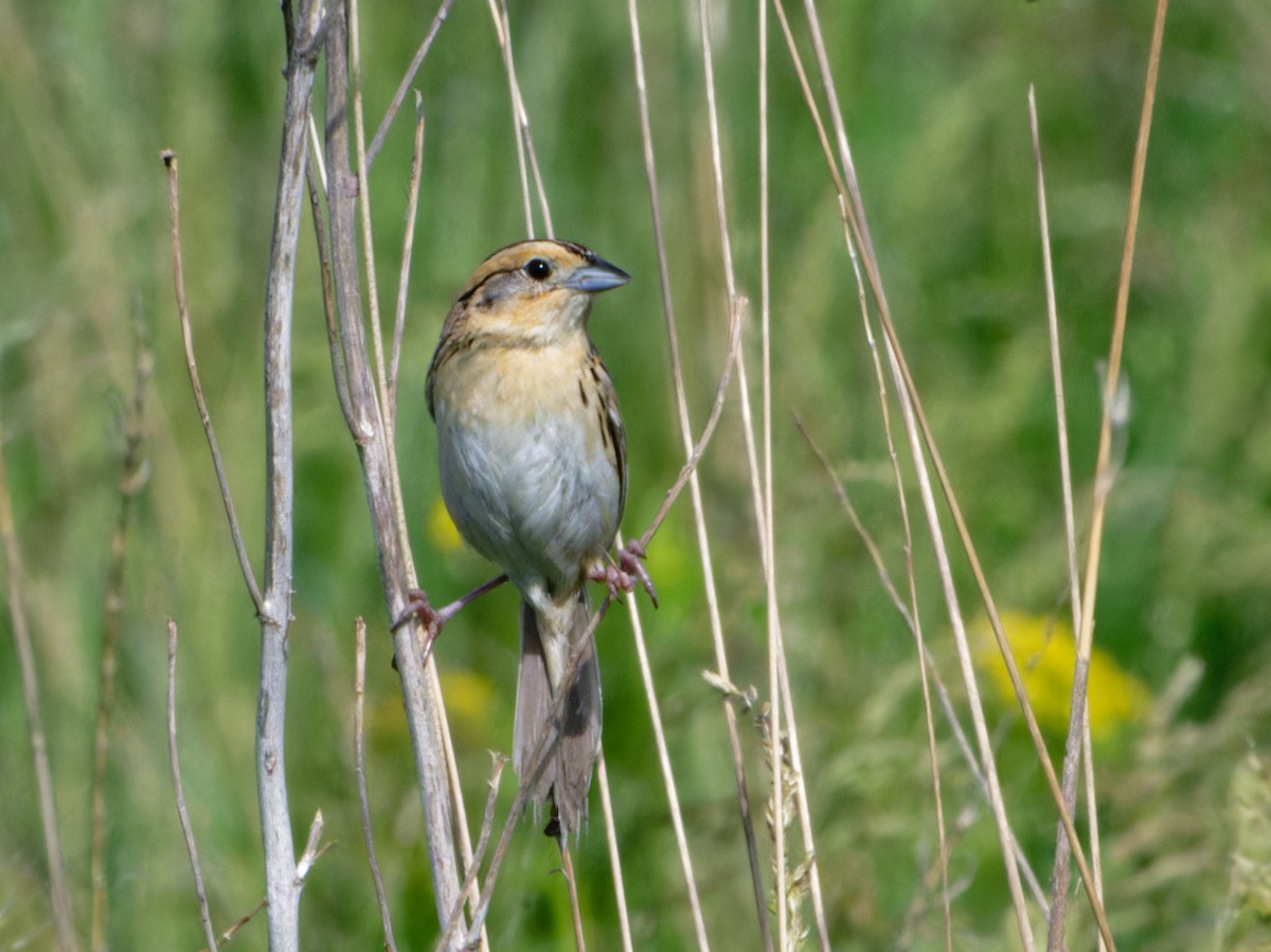 LeConte's Sparrow - ML620666982