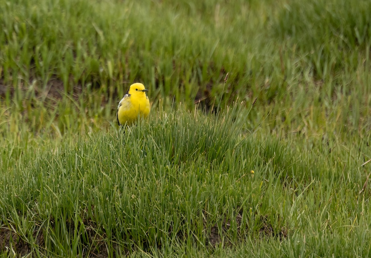 Citrine Wagtail (Black-backed) - Simon Mitchell