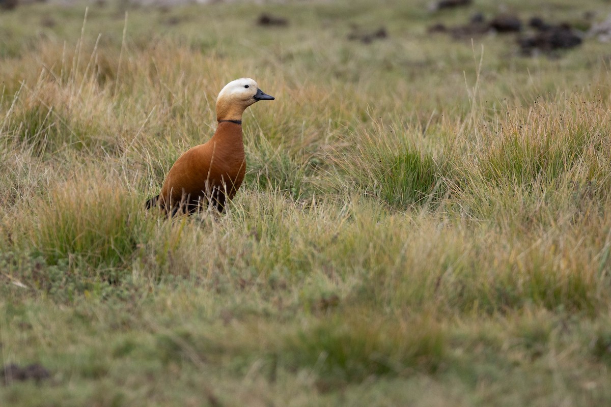 Ruddy Shelduck - ML620666994