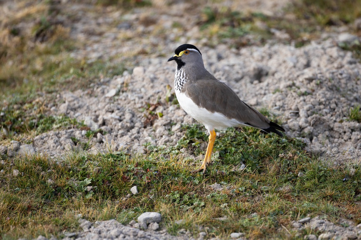 Spot-breasted Lapwing - ML620666997