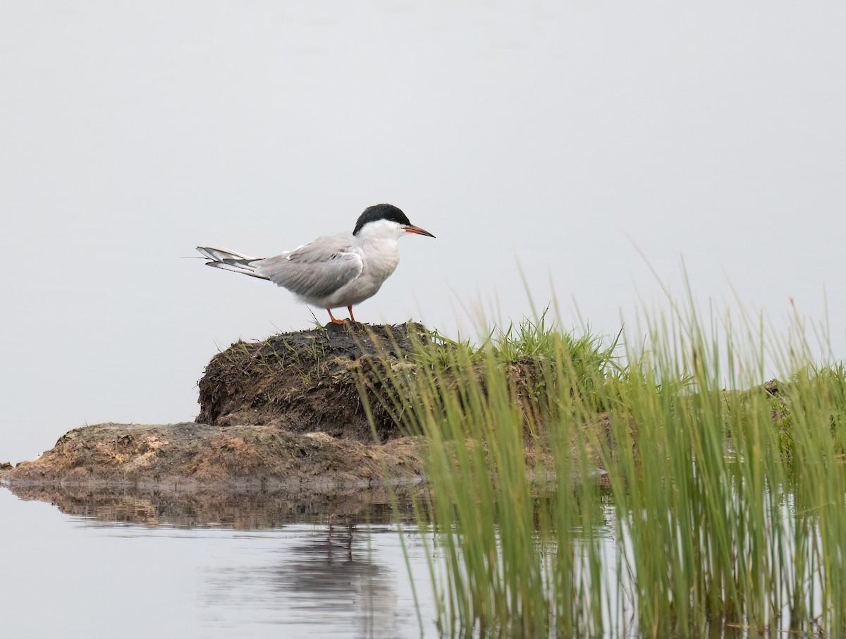 Common Tern - ML620666999