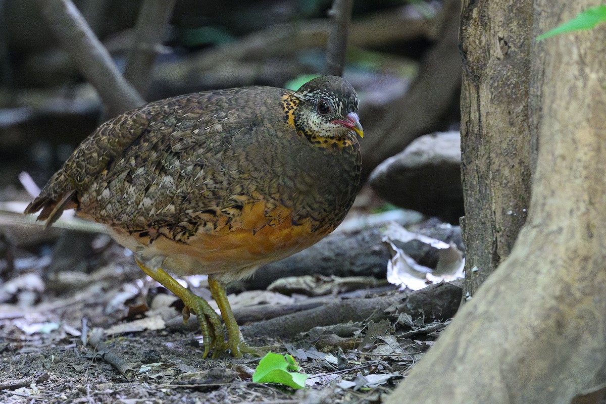 Scaly-breasted Partridge - ML620667001