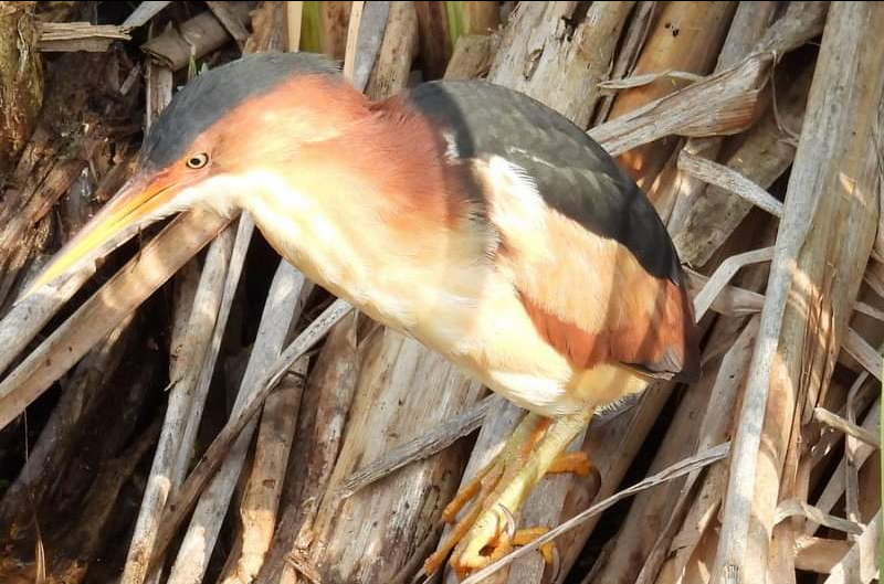 Least Bittern - ML620667002