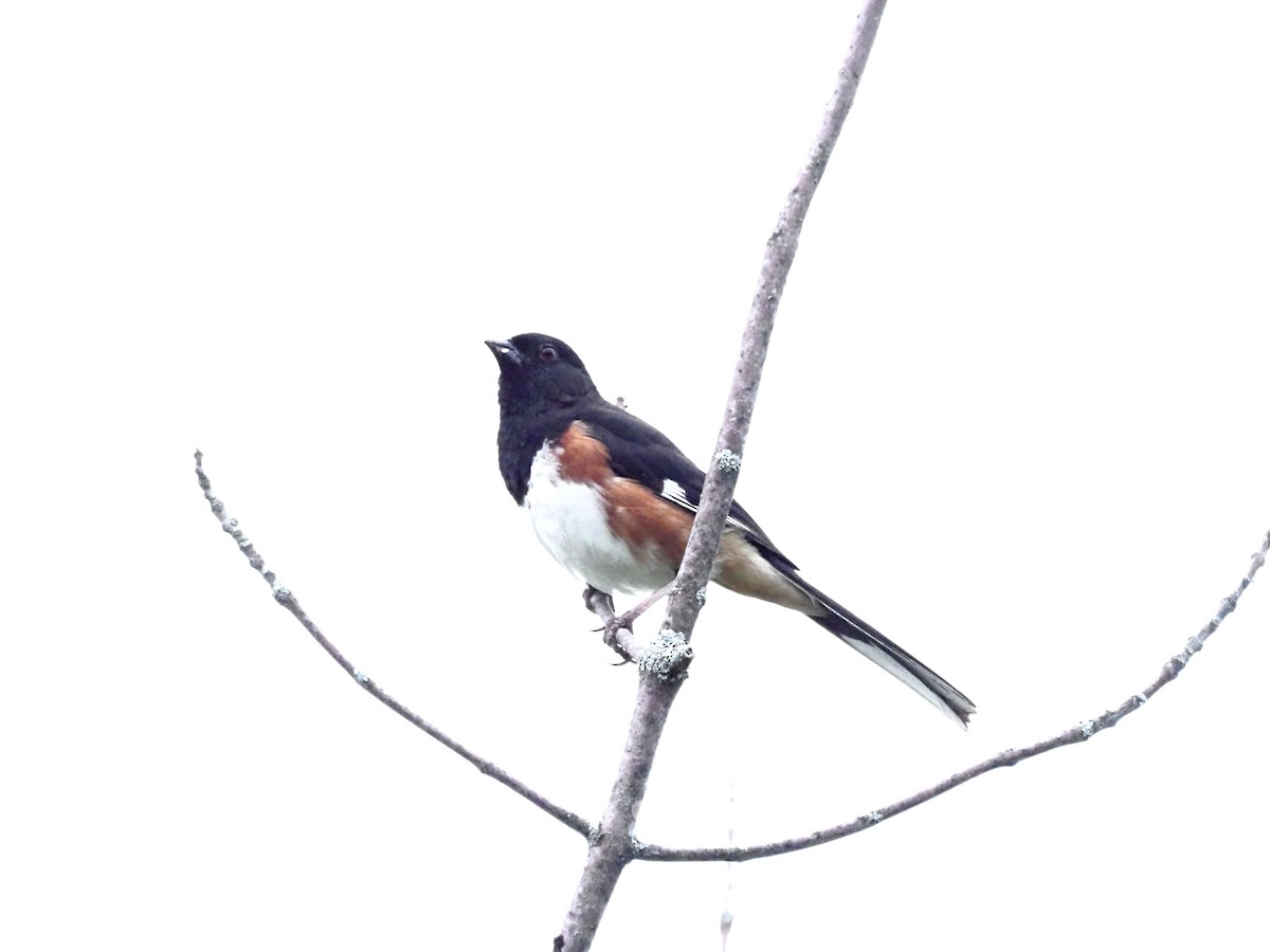 Eastern Towhee - ML620667003