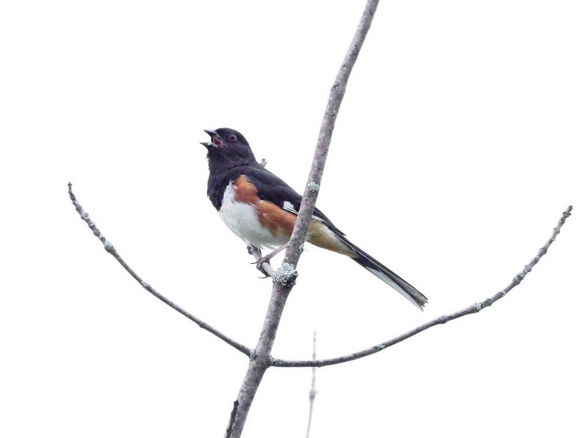 Eastern Towhee - ML620667005