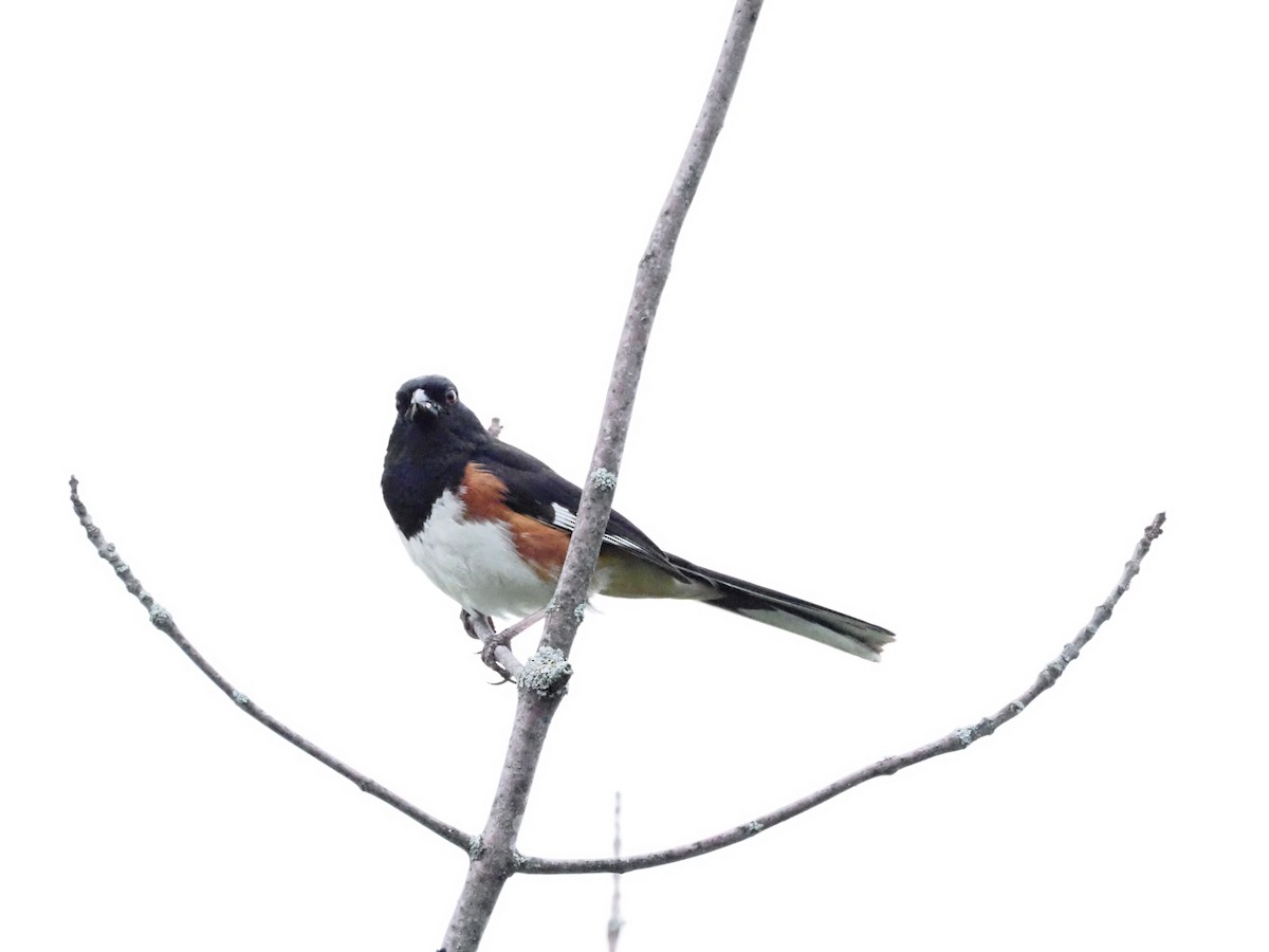 Eastern Towhee - ML620667009