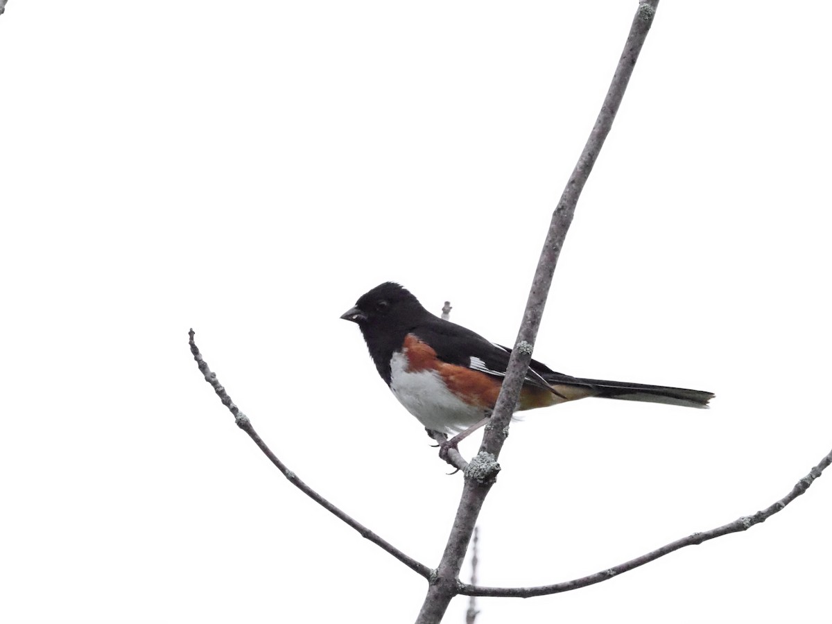 Eastern Towhee - ML620667010