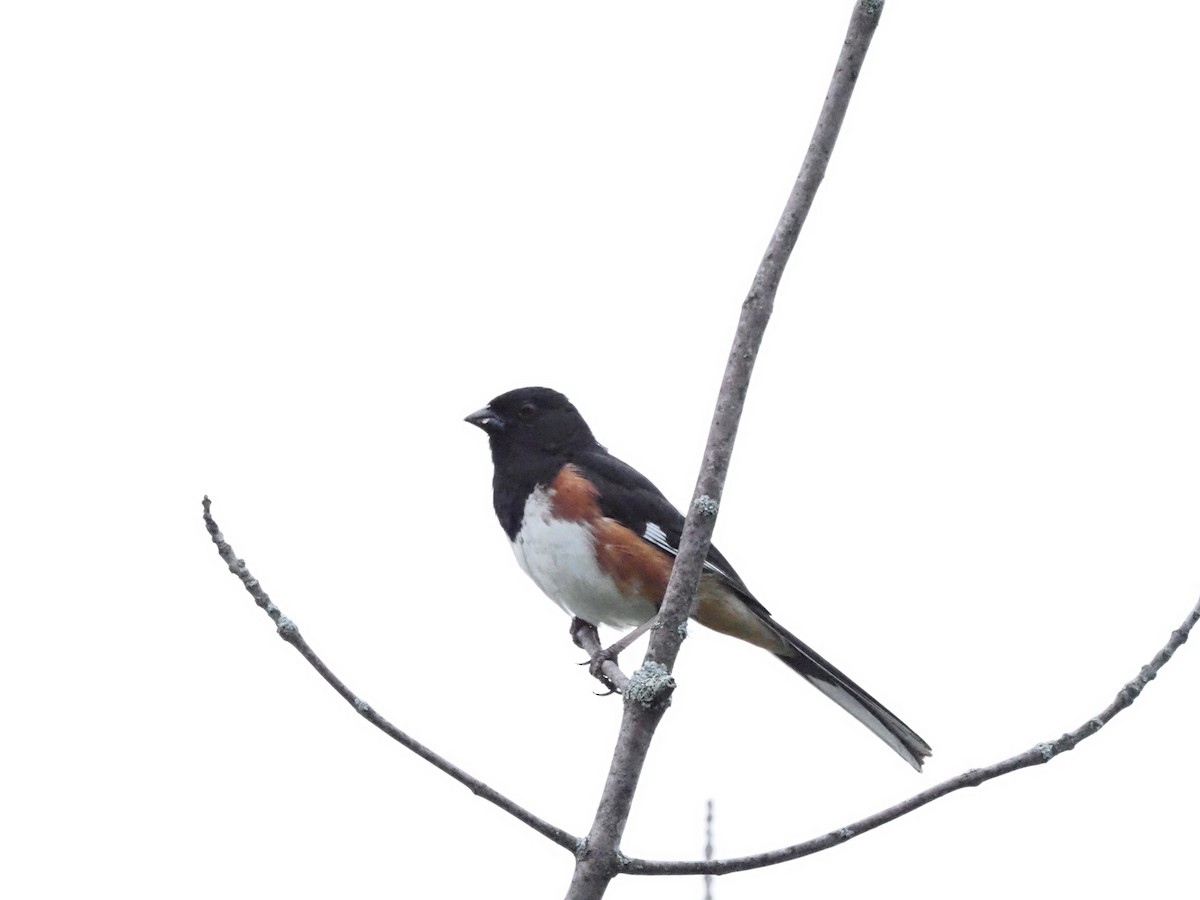 Eastern Towhee - Jonine Dewitte