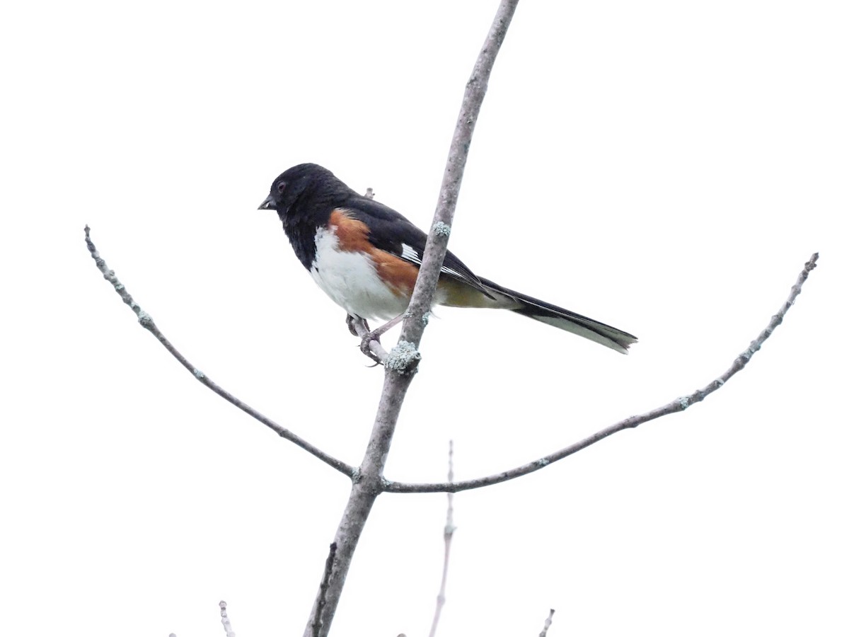 Eastern Towhee - ML620667012