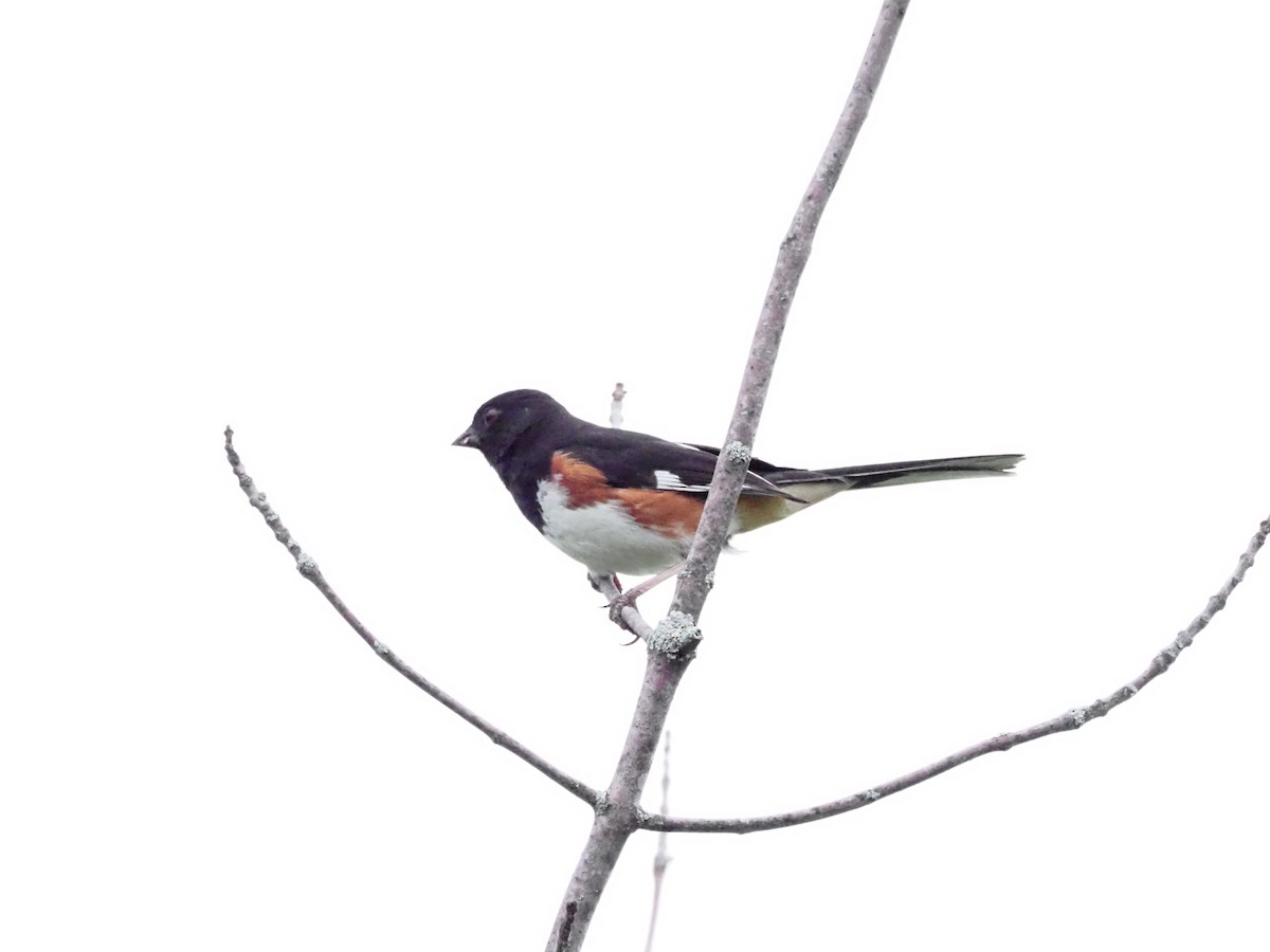 Eastern Towhee - ML620667013