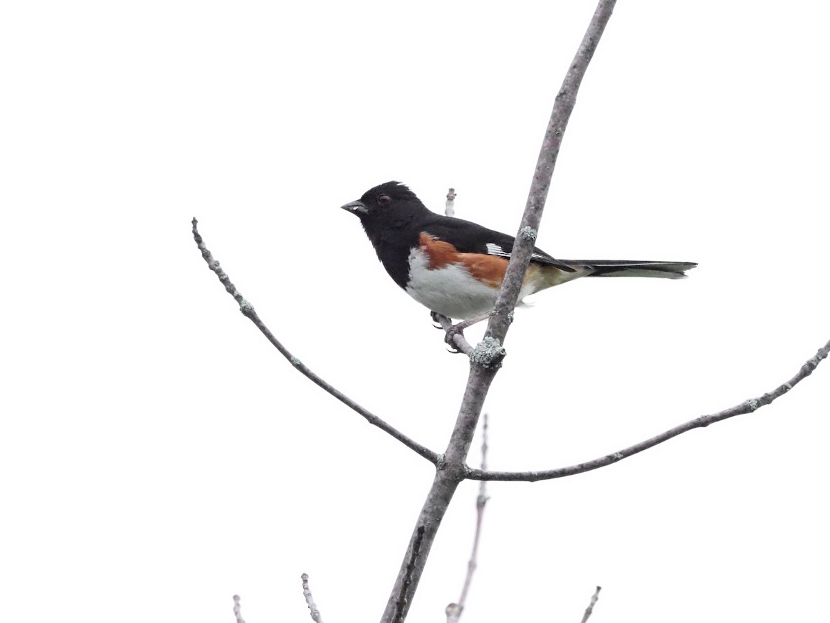 Eastern Towhee - ML620667014