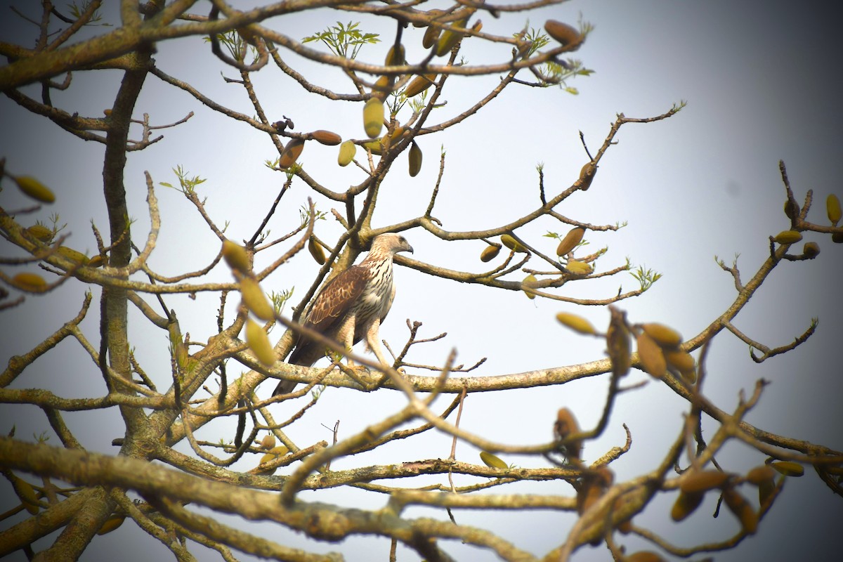 Changeable Hawk-Eagle - ML620667018