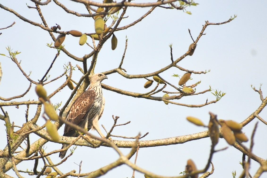 Changeable Hawk-Eagle - ML620667019