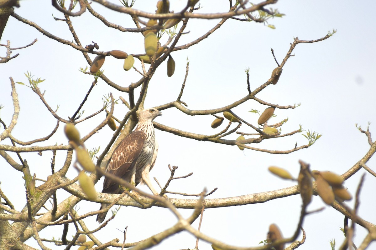 Changeable Hawk-Eagle - ML620667021